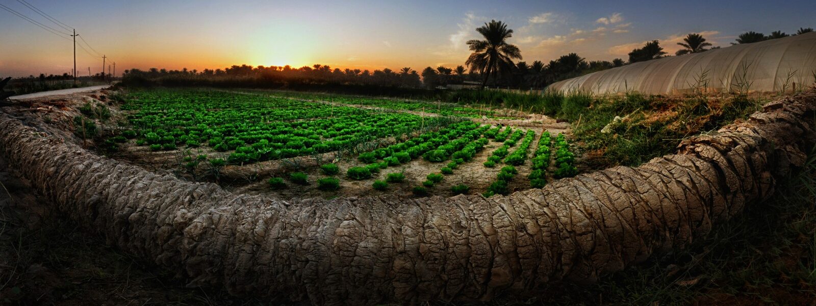 One Day Al Ahsa Oasis Trip Arabian Camp